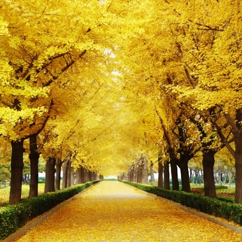 Download The Digital File Of The Painting Golden Leaf Autumn Road - DT042