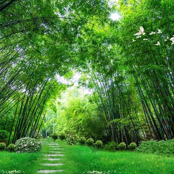 File of Wall Mural: Path Through a Bamboo Forest - DT033