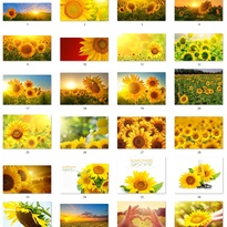 160 files of high quality flower paintings - HDA1