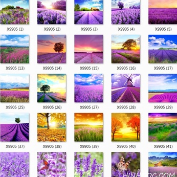 File set of lavender landscape paintings - T001