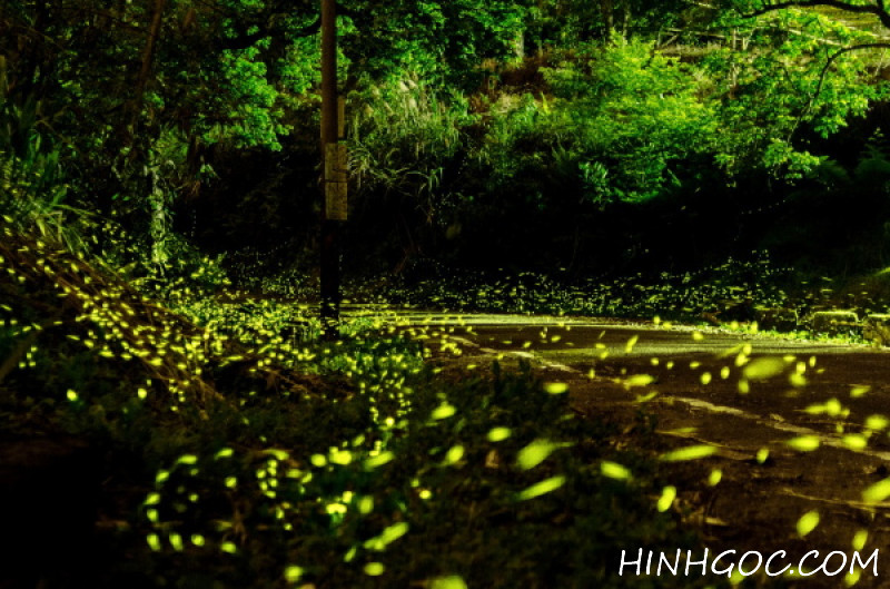 Synthesis of firefly light effects - photoshop