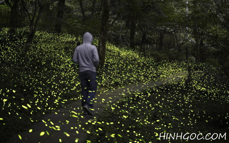 Synthesis of firefly light effects - photoshop