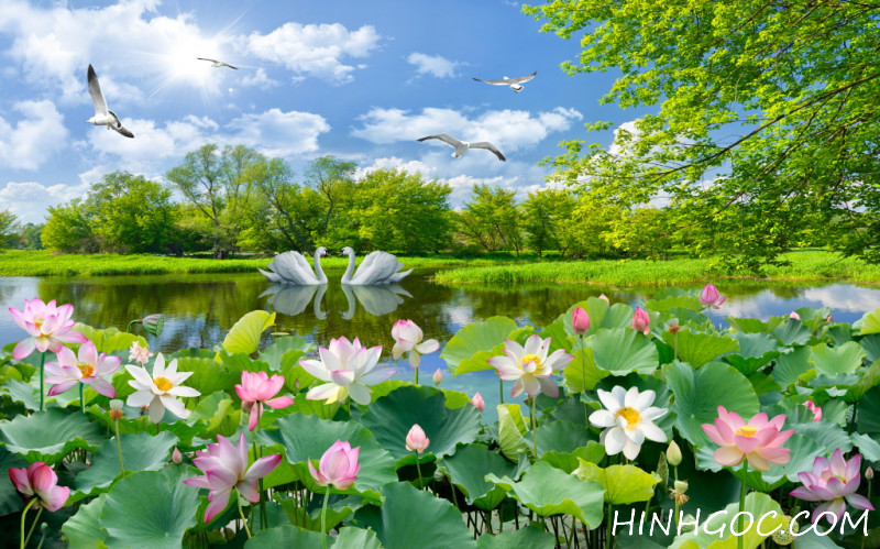 Lotus swan lake landscape picture file - 0922SSFJ29