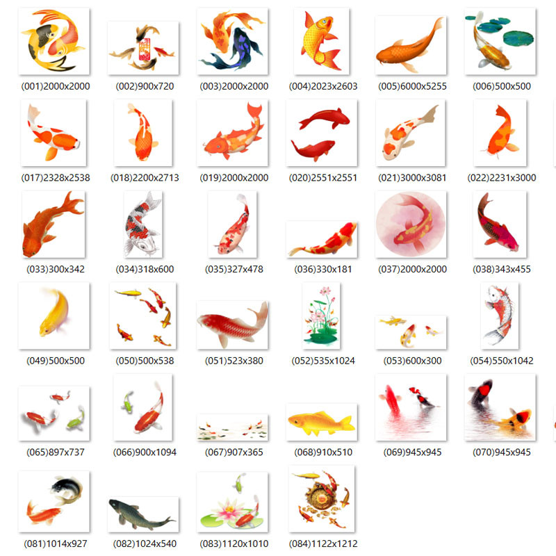 Free download 84 high quality PNG carp images - F107