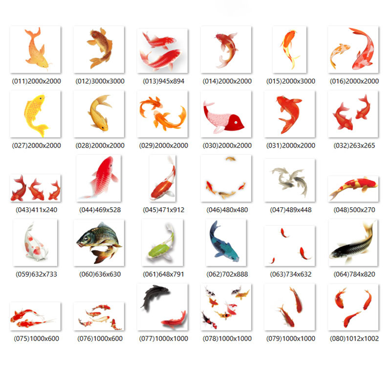 Free download 84 high quality PNG carp images - F107