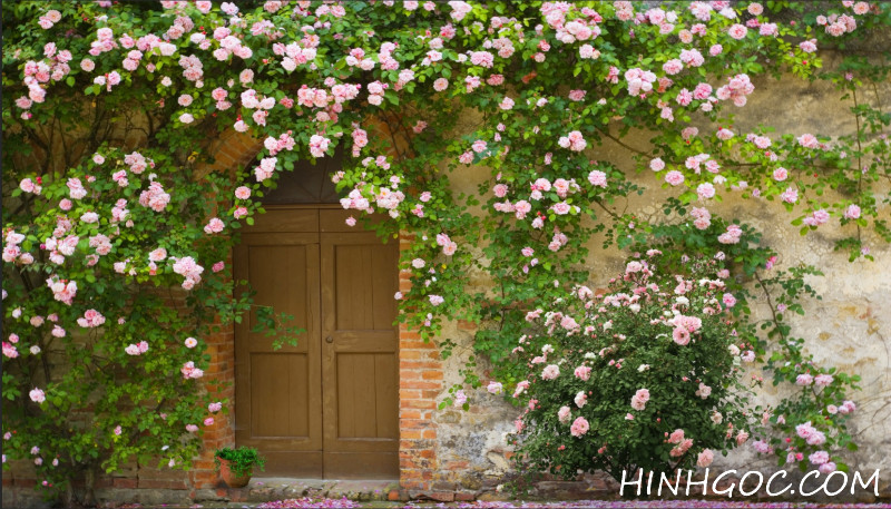 Climbing rose mural file - DT011