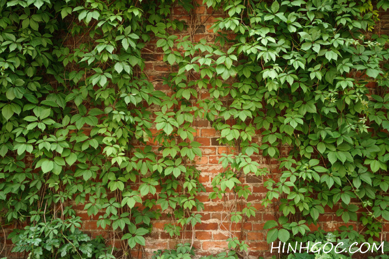 Vines wall background painting file - ST0001