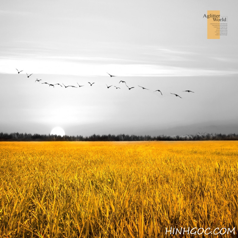 Landscape file of rice fields at dusk - OP17822956