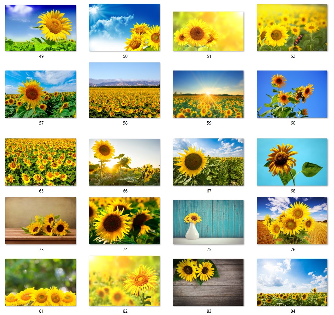 160 files of high quality flower paintings - HDA1