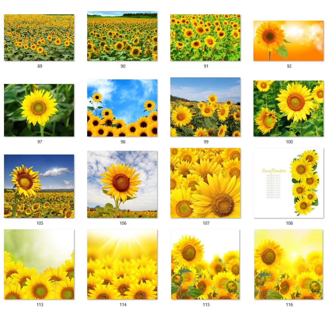 160 files of high quality flower paintings - HDA1