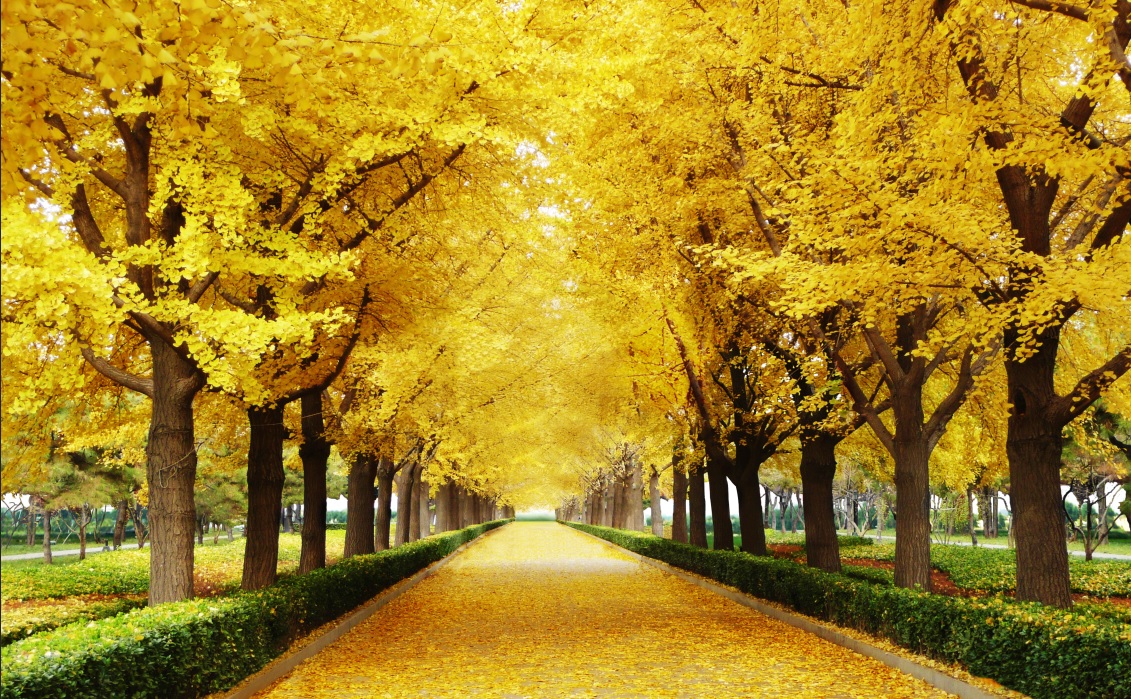 Download The Digital File Of The Painting Golden Leaf Autumn Road - DT042