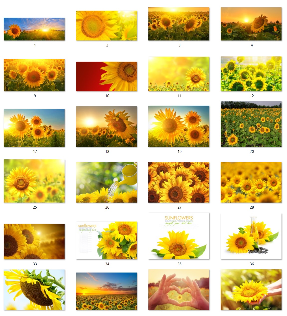 160 files of high quality flower paintings - HDA1