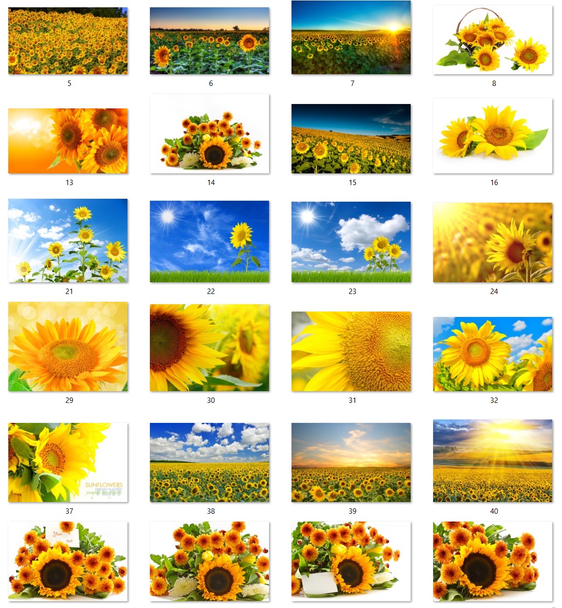 160 files of high quality flower paintings - HDA1