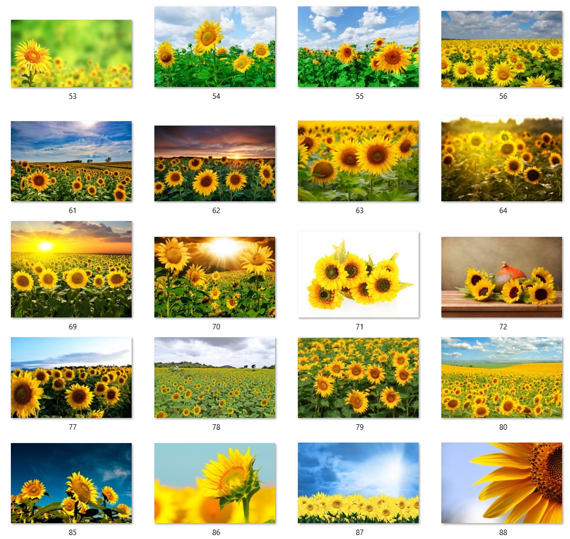 160 files of high quality flower paintings - HDA1