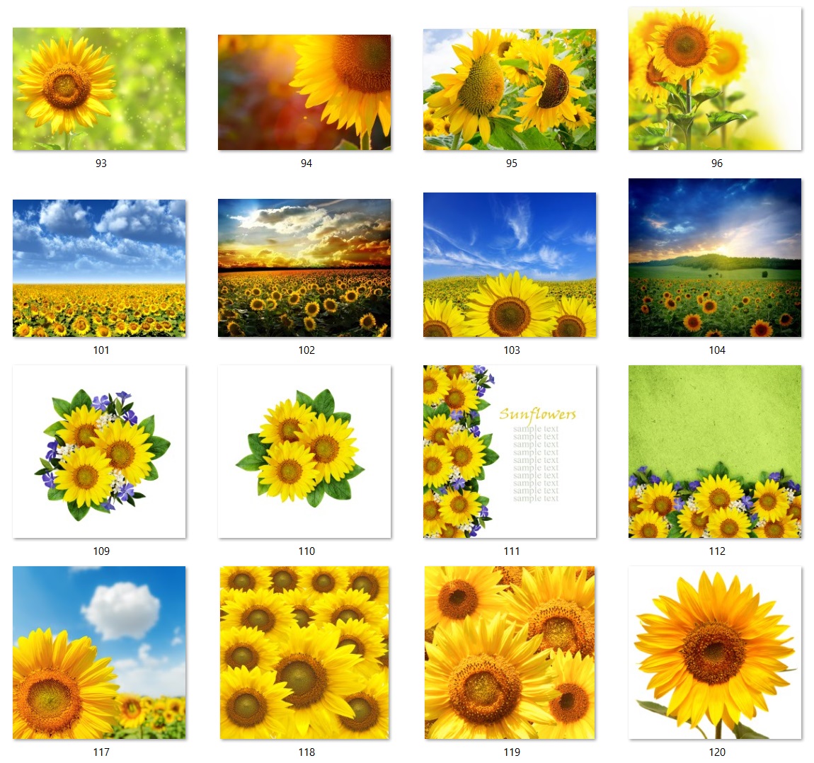 160 files of high quality flower paintings - HDA1